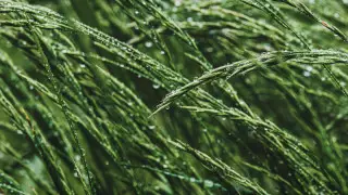 Қазақстанда 46 градусқа дейін аптап болады