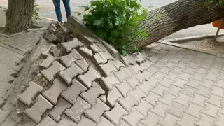 Тамырымен жұлынып кеткен: Астанада ағаш құлап, жолды жауып қалды