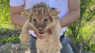 Қарағандыда арыстанның күшігін сатпақ болған: күдіктілер арасында зообақ қызметкерлері бар