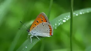 Қазгидромет мамырда Алматыда салыстырмалы түрде "суық" болу себебін түсіндірді