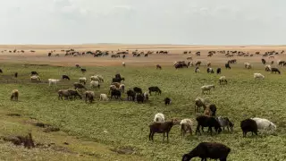 Алматы облысында Forbes тізіміндегі кәсіпкердің жері мемлекетке қайтарылды