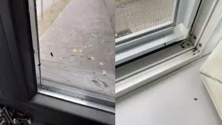 Алматылық тұрғындар үйлеріне қоңыз қаптап кеткеніне шағымданды