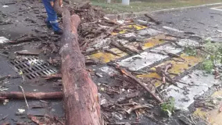 Алматыда ағаштар құлап, көліктерге зақым келтірді: залал қалай өтеледі?