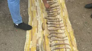 Ақтөбеде құны 80 миллион теңгеден асатын ақбөкен мүйіздері тәркіленді