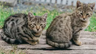 1 қыркүйектен мысық пен итті есепке қойып, чиптеу міндетті болады