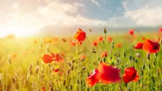 11-13 шілдеде ауа райы қандай болады?