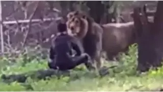 Мас ер адам арыстанның қаумалына кіріп кетті