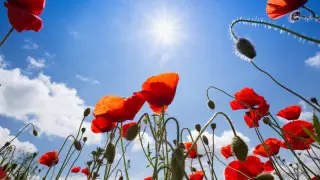 Аптап және құмды дауыл: 12 шілдедегі ауа райы болжамы