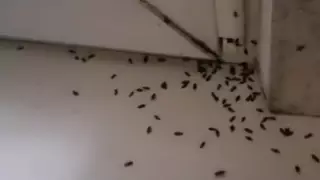 Алматы тұрғыны Досаевқа шағымын айтты