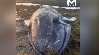 Баренцев теңізінде алты метрлік кит жағаға шығып қалған