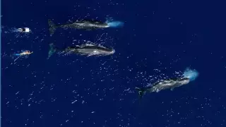 Тревел-блогер Әділет Рахметолла кашалоттармен видео жариялады