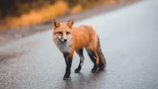 Ақтөбе облысында түлкі баланы тістеп алған: ауылда карантин жарияланады