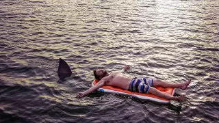 Флорида жағажайларында акула шабуылы көбейген