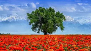 Шетелдіктердің Қазақстанға ағына артты ма? МСМ статистиканы көрсетті