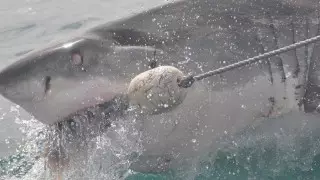 Демалыста сақ болыңыз. Егер акула шабуыл жасаса, қалай құтылу керектігін білесіз бе?