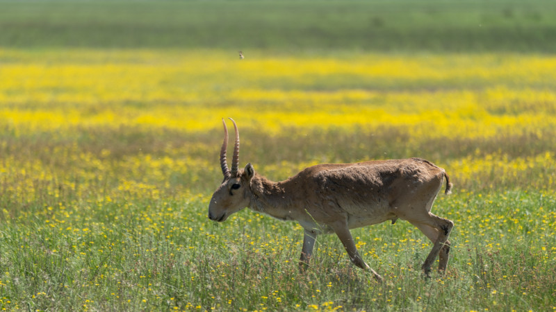 Фото ©️ Tengrinews.kz / Тұрар Қазанғапов
