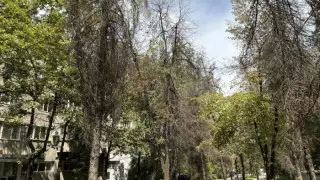 Алматыда биологиялық препараттар шашылады