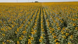 Күн күрт ысиды: синоптиктер алдағы күндерге ауа райын болжады