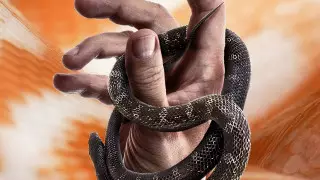 Әйел адам беліне жылан байлап өтемін деп ұсталып қалды