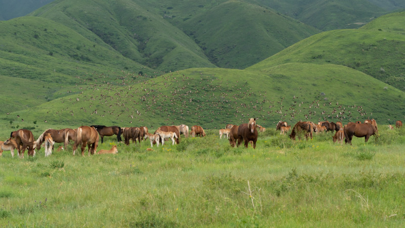 Фото ©️ Tengrinews.kz / Тұрар Қазанғапов
