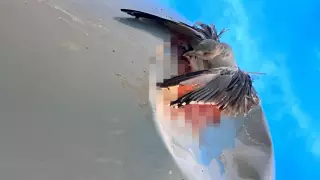 Құстардың ұшаққа соғылғаннан кейінгі суреті жарияланды