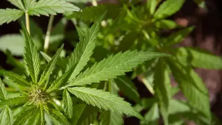 Хорватия азаматы Қазақстан арқылы есірткі заттарын тасымалдаған