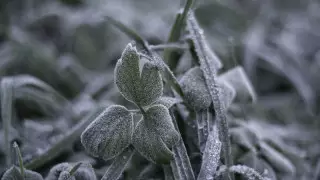 Қазақстанда 5 градусқа дейін аяз болып, қар жауады