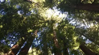 Испанияда ағаштарды құшақтауға тыйым салынды