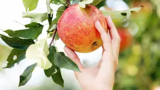 Алматы апорты ресми түрде қазақстандық бренд ретінде тіркелді