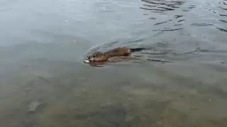 Ботаникалық бақтың ерекше мекендеушісі астаналықтарды таңғалдырды