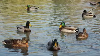 25 градусқа дейін жылы: 16 қарашада Қазақстанда ауа райы қандай болады?