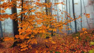 Жаңбыр және тұман: Қазақстанда ауа райы қандай болады?