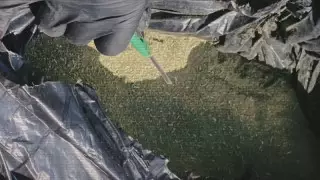 ІІМ арнайы операциясы: 160 қылмыскер ұсталып, 2 есірткі зертханасы жойылды