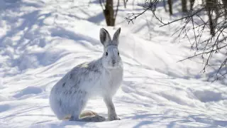 Қазақстанның басым бөлігінде жаңбыр мен қар жауып, көктайғақ болады