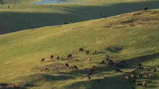 ШҚО-да құны 690 миллион теңге болатын жер мемлекетке қайтарылды