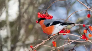 Аяз және жел. Қазақстанда ауа райы қандай болады?