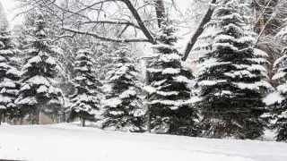 Айыппұл және бас бостандығынан айыру: ІІМ тәртіпбұзушылар туралы хабарлауды сұрады