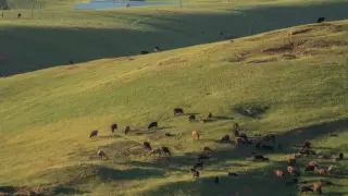 Жамбыл облысында айла-шарғы жасаған әкімдік қызметкері ұсталды