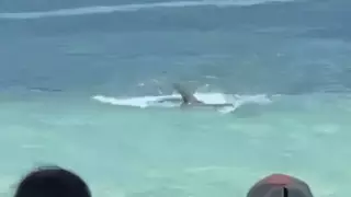 Демалушыларға лық толы жағажайда акула адамдардың үрейін қашырды