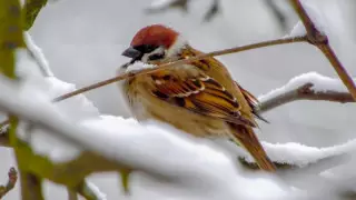 Көктайғақ және тұман: Қазақстанда бүгін ауа райы қандай болады?