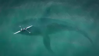 "20 жылда мұнша өлім-жітім болмаған". Былтыр акула құрбаны болған адамдардың тізімі жарияланды