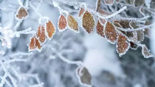 Қар және тұман: Қазақстанда бүгін ауа райы қандай болады?