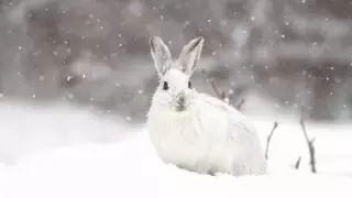 Қазақстанның алты өңірінде ауа райына байланысты ескерту жасалды