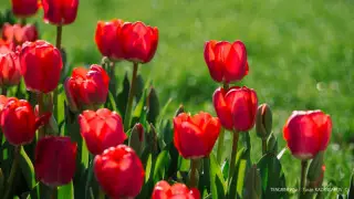 "Уақыт келді". Қазақстанда Жаңа жылды көктемде тойлау ұсынылды