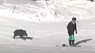 Курорт әкімшілігі "Шымбұлақтағы жабайы қабанға" қатысты түсініктеме берді