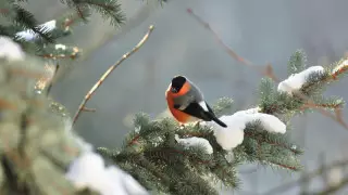 Қазақстанда қарлы боран қашан басылады?