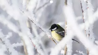 Қазақстанда 32 градусқа дейін аяз болады