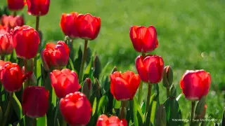 Наурызда қазақстандықтар қалай демалады: мерекелік күнтізбе