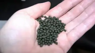 Қазақстанның қай өңірінде насыбайға әуестер көп?