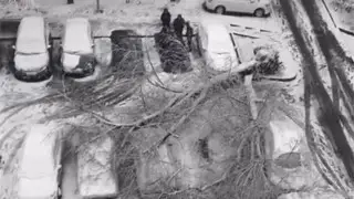 Алматыда көліктердің үстіне ағаш құлады